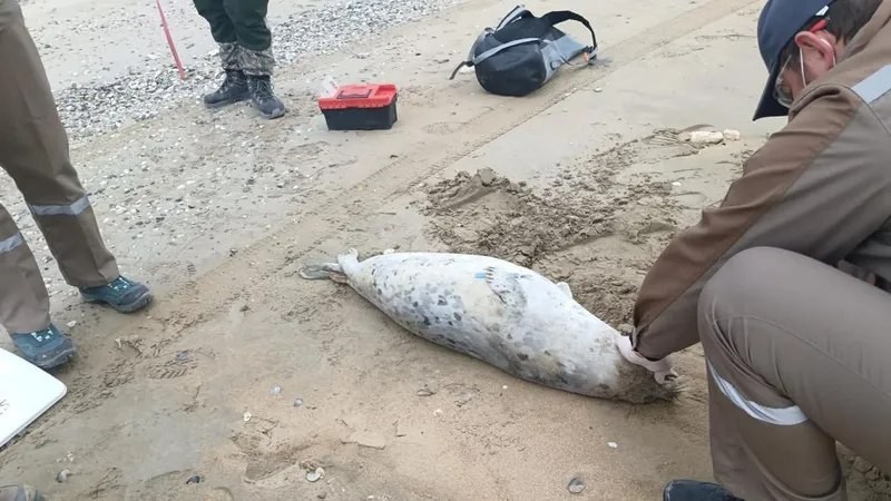 Аралдың ізімен: Каспий теңізіне төніп тұрған қауіп