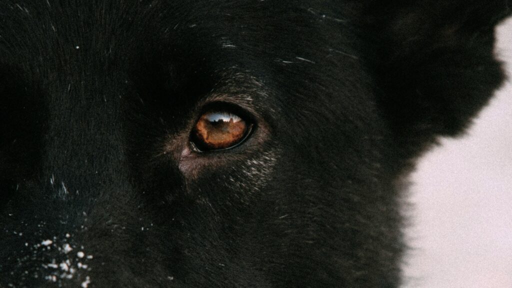 Зацените и сохраните для коллекции фото Астаны с ракурса дворняги